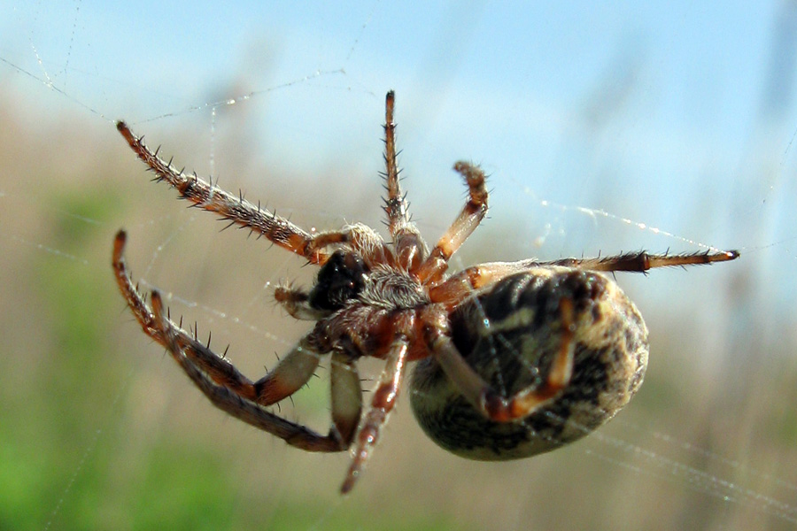 Larinioides sp.